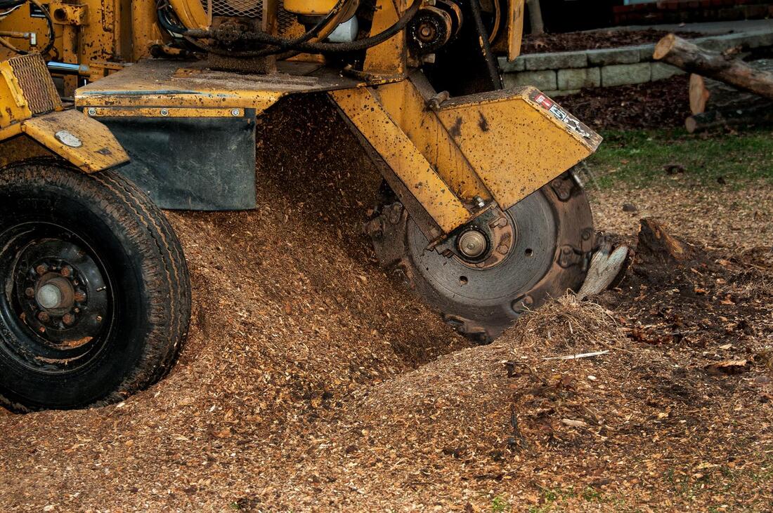 An image of Stump Grinding/Removal in Westminster CA