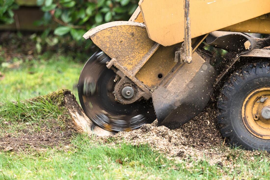 An image of Stump Grinding/Removal Services in Westminster CA
