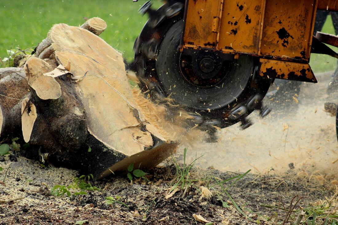 An image of An image of Stump Grinding/Removal Services in Westminster CA