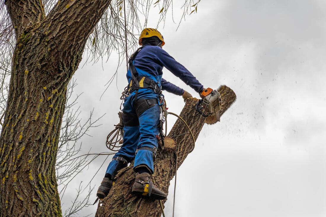 An image of Tree Removal Services in Westminster CA