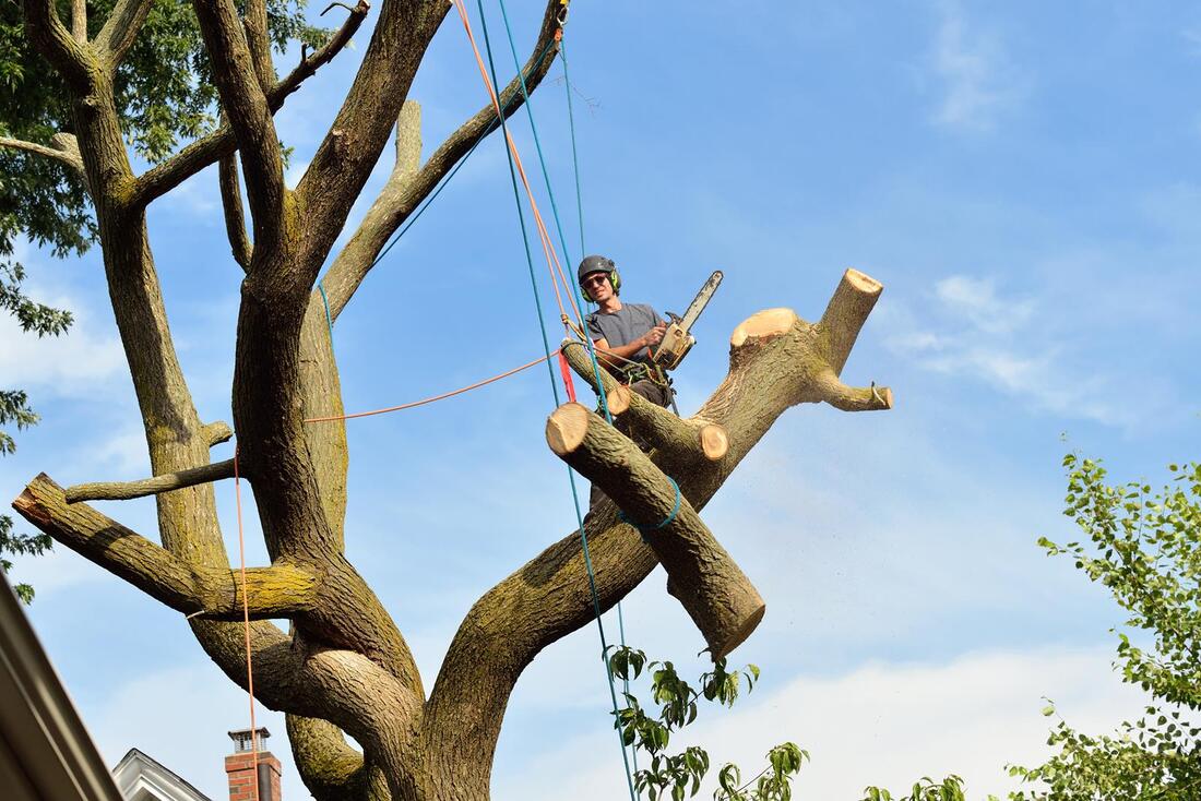 An image of Tree Removal Services in Westminster CA