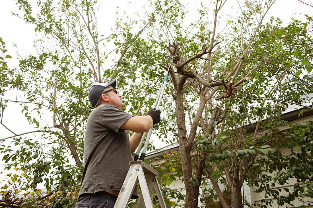 An image of Tree Trimming/Pruning Services in Westminster CA