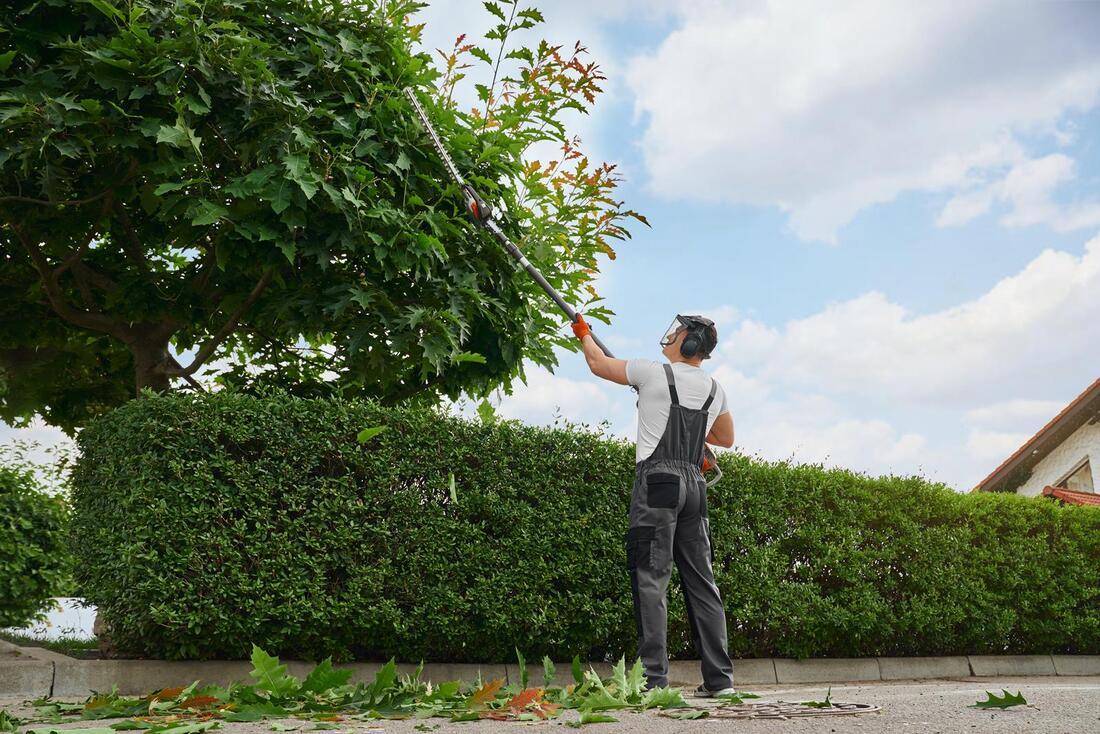 An image of Tree Trimming/Pruning in Westminster CA